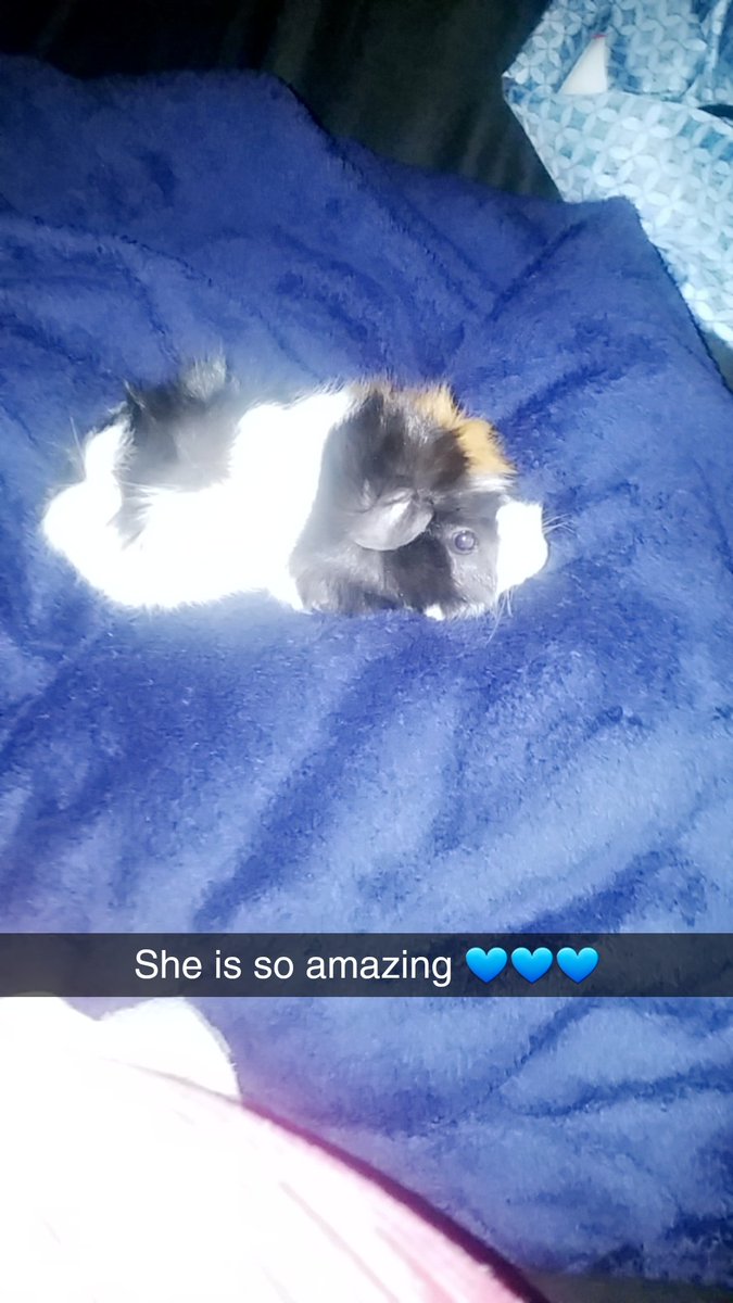 Libbie08180903's tweet photo. #guineapig #furbaby #cute #birthdaypresent https://t.co/tZ3dE4pc3X