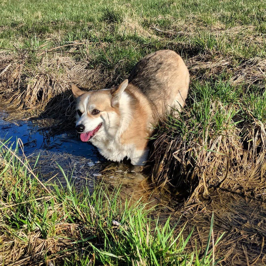PBandCorg's tweet photo. This went about as well as you'd expect. #zerodayswithoutmud #somanybaths #corgi https://t.co/LsEVpij8Qx