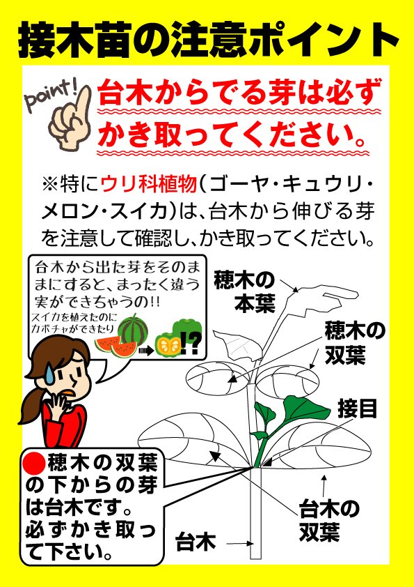 株 国華園 公式 على تويتر 園芸注意報 ｇｗ目前 野菜苗の栽培もスタートしていることと思います 接木のウリ科 メロン スイカ等 を栽培される方は 台木から出てくる台木の芽にご注意ください こいつを放置すると メロンを育てたつもりがカボチャを収穫する