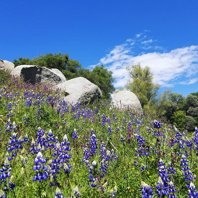 vr0d's tweet image. B E E S at the lake. You can't see them. ift.tt/2F18AY1