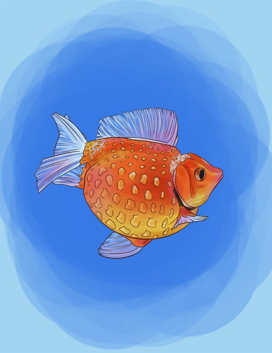 concept_hen's tweet photo. I saw a picture of a goldfish and I wanted to draw it. I’m happy with how this turned out.
#art #goldfish #fish 
---
I have to stop posting daily art for now. I talk more about it here, but tldr I'm trying to avoid carpal tunnel: https://t.co/uOSmIcTeCs #carpaltunnel https://t.co/WzFure87Om