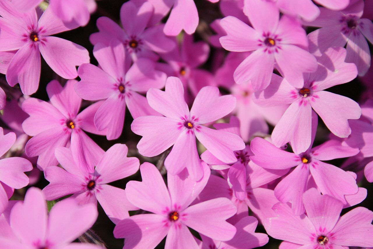 تويتر もも على تويتر おはようございます 4 誕生花 シバザクラ 花言葉 協調 別名ハナツメクサ ハナシノブ科の多年草 春以外は芝生のように見え 春になると桜に似た白やピンク小花が絨毯を敷いたように一面に咲き広がります 地面を這うように広がる