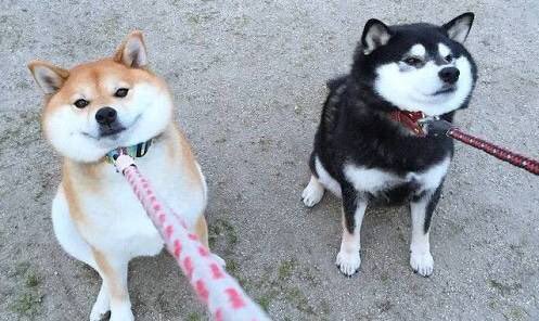 フィフィ 可愛い 散歩拒否のワンちゃんの画像スレｗｗｗ 2ch T Co Ee5ggyb8zm T Co Tlbkqozlvk Twitter