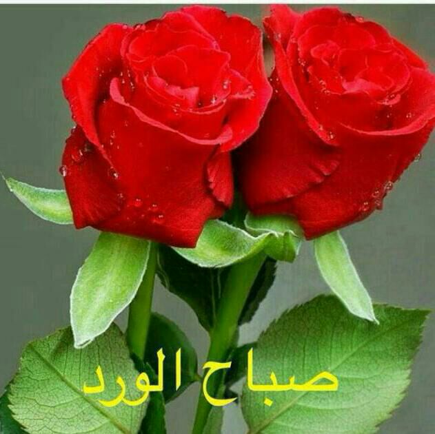 Fafa (@fafa18786761) on Twitter photo 