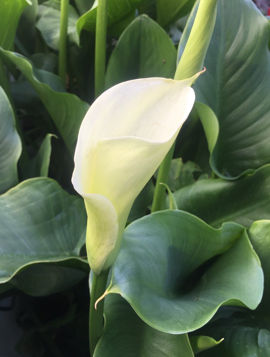 mymoneyhat1's tweet photo. Cali Lilli Spring! Elegant, graceful and enjoyable! #springtime #wildflowerhour #calililly #Fauna #decor #style #intuitiveAdvisor #pdx #sellwood #exotic https://t.co/LkQ63dM4mv