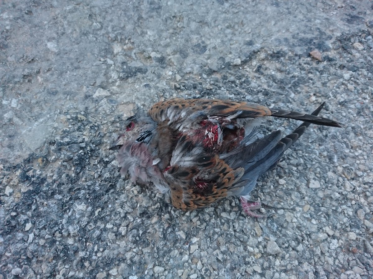nik_barbara's tweet photo. Morning walk thru Fawwara &amp; signs of #TurtleDove hunting so blatant. Wrong decisions based on hunting lobby's pressure vs science is what kills @IUCNRedList #TurtleDoves...@JosephMuscat_JM @KarmenuVella @EU_ENV #notaquail https://t.co/2zNZvwJuOi