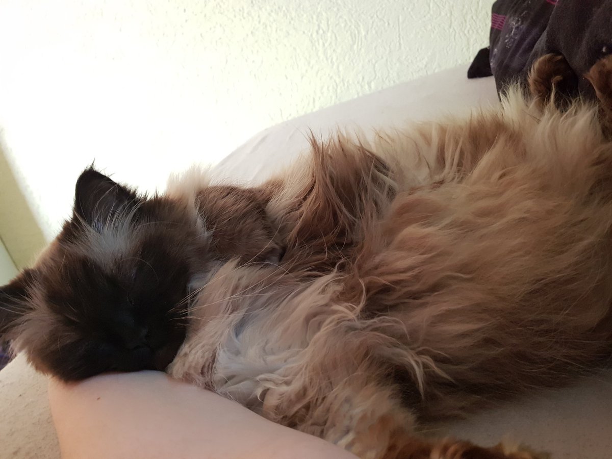 LannisterCats's tweet photo. Do you really have to go to work?
Why not just stay here and cuddle with me all day?
#cats #CatsOfTwitter #catcontant #ragdoll https://t.co/z5AKCbw666