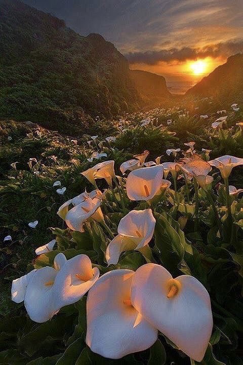 PardueSuzanne's tweet photo. If your eyes were open to all
the beauty in the world, you
would be overwhelmed with
joy...

- Marianne Williamson https://t.co/9Wso9uD6hC