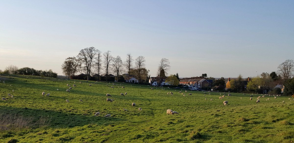 saltburnlass's tweet photo. I miss #Yorkshire but #EdgewickFarm helps! #MK #MKLife #WoburnSands.
Love to see #SpringLambs https://t.co/hcOk5CZMpz