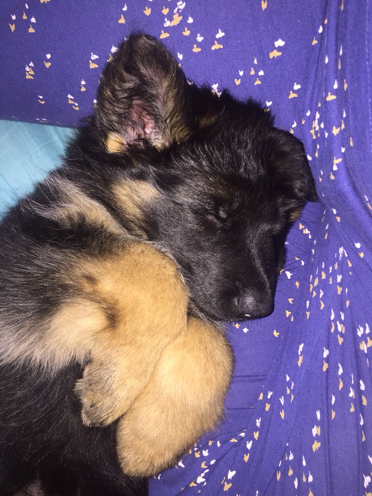 💜 Yola  🐾   23-02-2018 💜

  Ayoola van Daisey’s Stekkie