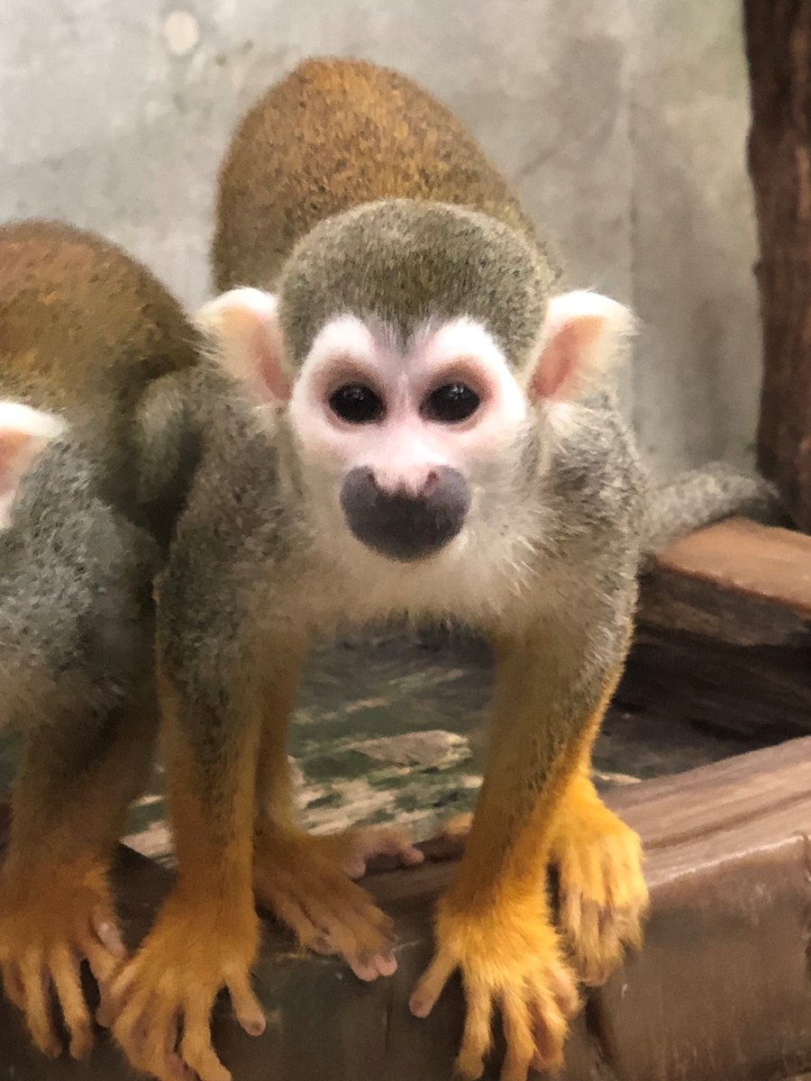 マルヤマン 円山動物園 公式 今日も円山動物園は良いお天気です 体の大きさや体色等がリスに似ていることが名前の由来のリスザルたちも 皆さまのお越しをお待ちしております マルヤマン 円山動物園 公式 今日も円山動物園は良いお天気です 体の大きさや体色等がリスに似ていることが名前の由来のリスザルたちも 皆さまのお越しをお待ちしております