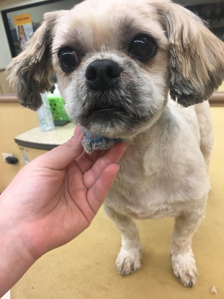 Sweetie showing off her #springshavedown by MaryEllen Warren. #0779 #CNY #northeastgrooming #petsmartgrooming #shihtzu #sweetie #extrememakeover #wowza