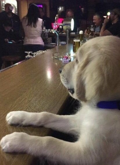 EnlaPedaSucede's tweet photo. ¡Un tequila, para olvidar a esa perra! https://t.co/gdxlYsdbr7