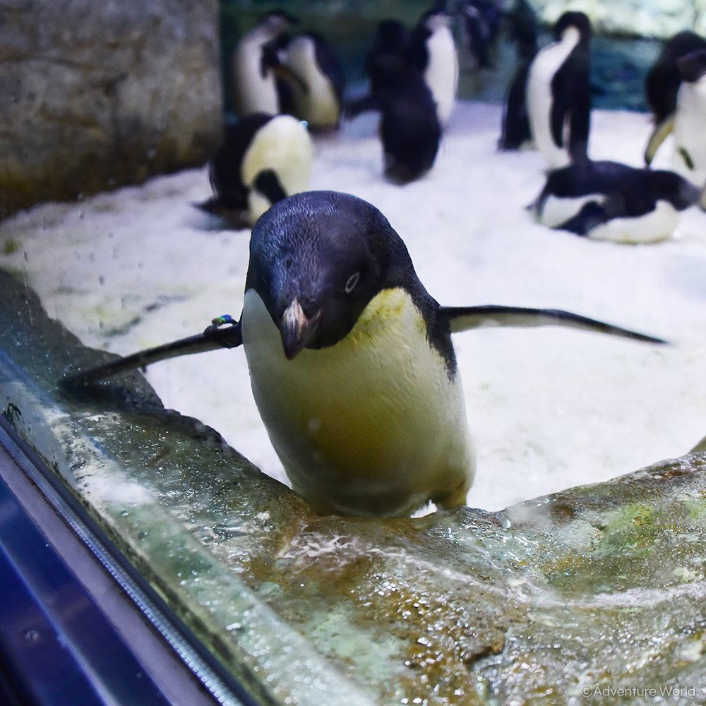 aws_official's tweet photo. じーっとペンギンたちの様子を観察していると、１羽のアデリーペンギンがガラス面ギリギリまでやって来て…背筋をピンっと伸ばしておすましポーズ！？カメラに興味津々だったようです。 #アドベンチャーワールド　#アデリーペンギン https://t.co/6AcKchAU01