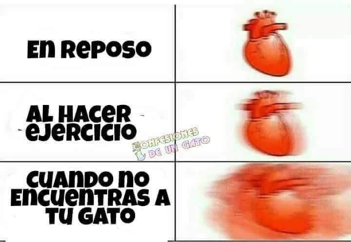 sergat0's tweet image. ¿Mishito dónde estás? 😸😸