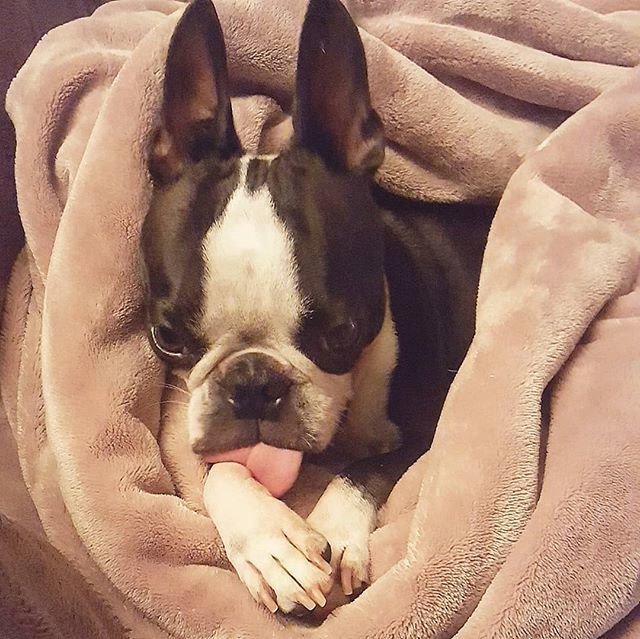 elguapotravels's tweet photo. I'm gonna turn in, not turn up #partypooper #isitbedtimeyet
.
.
.
#bostonterriersofinstagram #bostonterrierlove #bostonterrier #bostonterrierpuppy #bostonterriernation #bostonterriercult #bostonterrier_feature #bostonterrierforever #bostonterriers #flatf… https://t.co/eh2dj9EQvM https://t.co/RhxRGb21y4