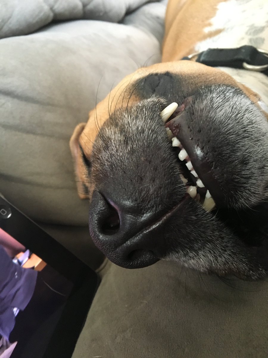 MelvinGordonIII's tweet photo. Girl boss says I'm cutest when I sleep.  #preciousface https://t.co/UMGxahSXoC