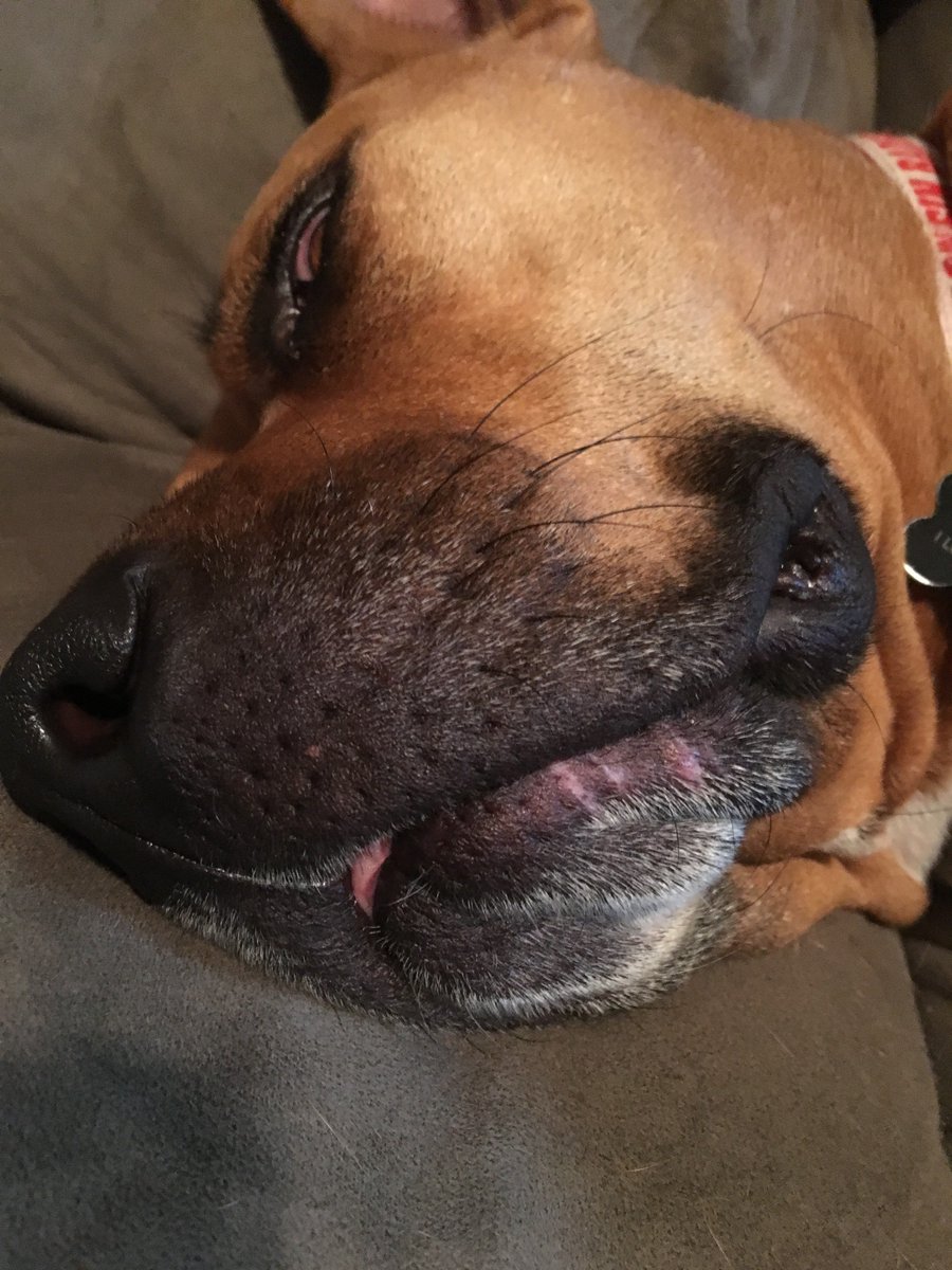 MelvinGordonIII's tweet photo. Girl boss says I'm cutest when I sleep.  #preciousface https://t.co/UMGxahSXoC