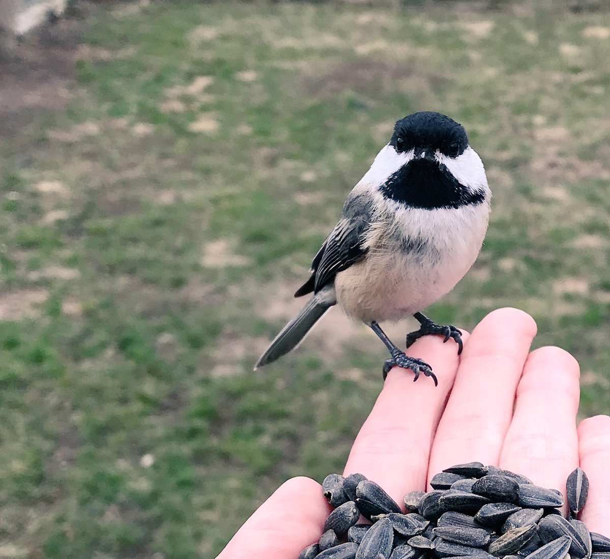 JenLRPhoto's tweet photo. Just feeding the chickadees 😊 #friendlybirds #photosbyme #birds #Birdland #birdwatching #NaturePhoto #jenlrphoto #NaturePhotography https://t.co/3VTBEb1nSF