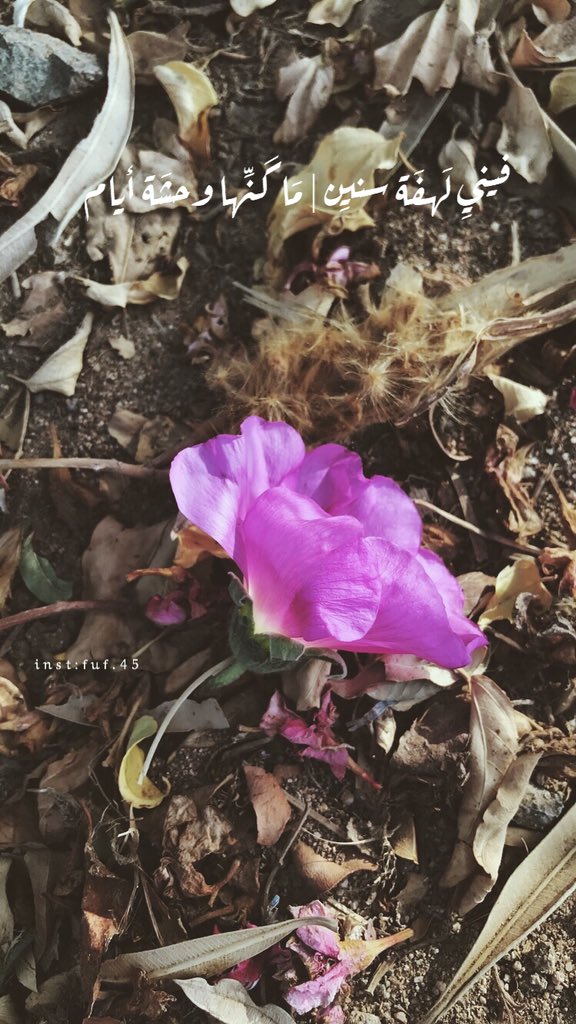 🌿 ﮼فوف tweet media