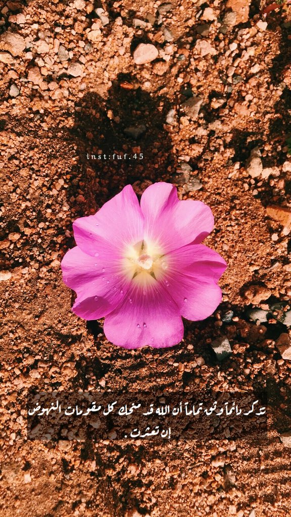 🌿 ﮼فوف tweet media