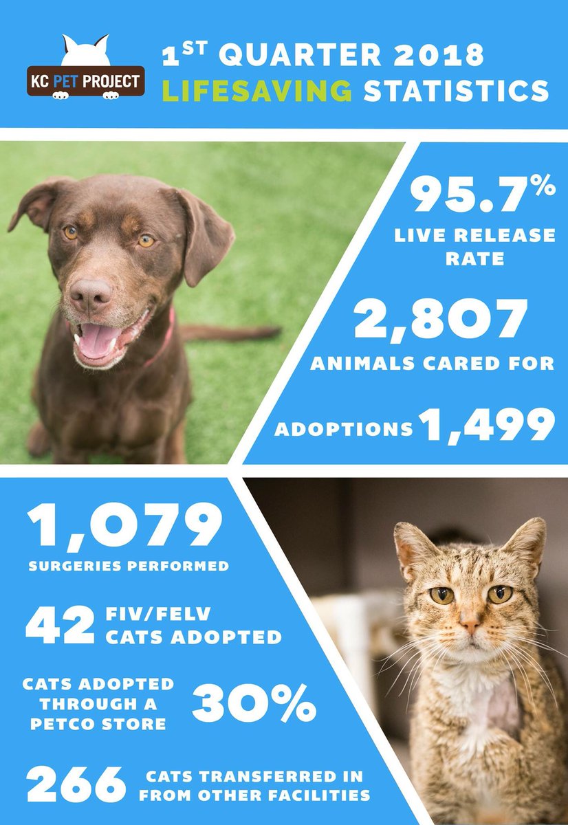 Check out KC Pet Project’s Q1 numbers! An open admission shelter saving the homeless pets in  Kansas City AND helping other communities in MO save more of their homeless pets, too!