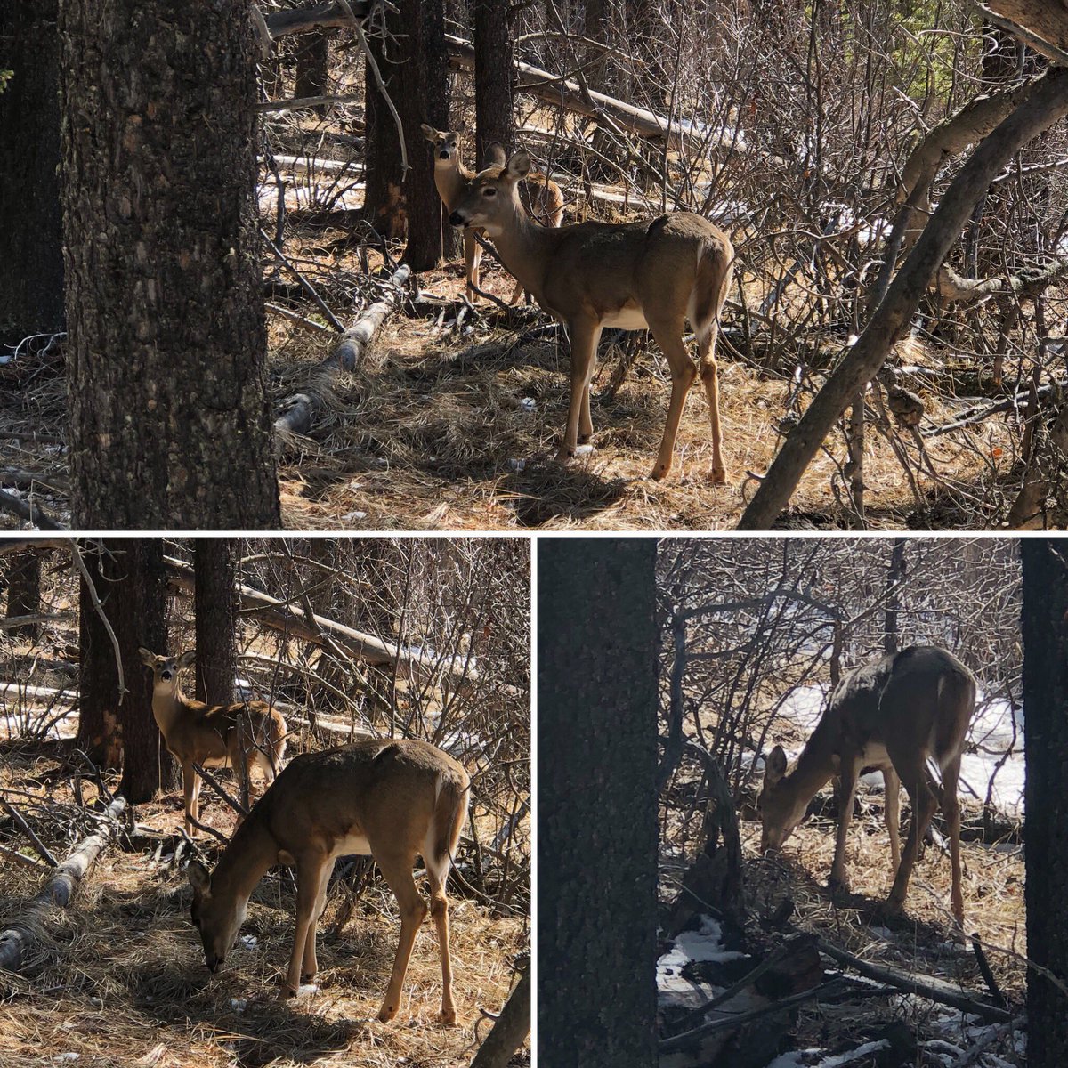 macwiebes's tweet photo. Hike 25/52 - #braggcreek (20km)
Great “crossover” hike with @photohunter2 as seasons change from #winter to #spring We covered 20km & 890m elevation over #fullertonloop #bobcat #strangebrew #boundaryridge & #snagmore trails.
#52HikeChallenge #adventurebuddy #hiking #ourlife https://t.co/6CtWt0IxUH