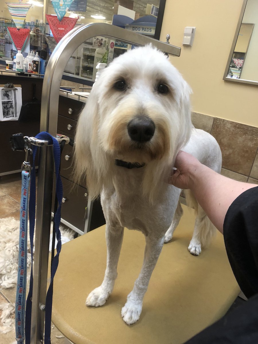Store #2286 #ct stylist: Jamie B. Category: extreme makeover #northeastgrooming @LauraG_DAT <a href="/ssklr11/">Kristie Reisenweaver</a> <a href="/Monicalovespets/">PetSmartNortheast</a> <a href="/PetSmart/">PetSmart</a>