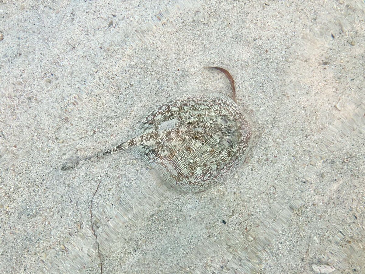 lovingouroceans's tweet photo. The Yellow Stingray (Urobatis jamaicensis) is commonly found along sandy beaches to the waters edge. This particular species is a non-aggressive species of little danger to humans except for their defensive venomous barb located near the base of the tail #ocean #saveouroceans https://t.co/Mhe4ozNp3t