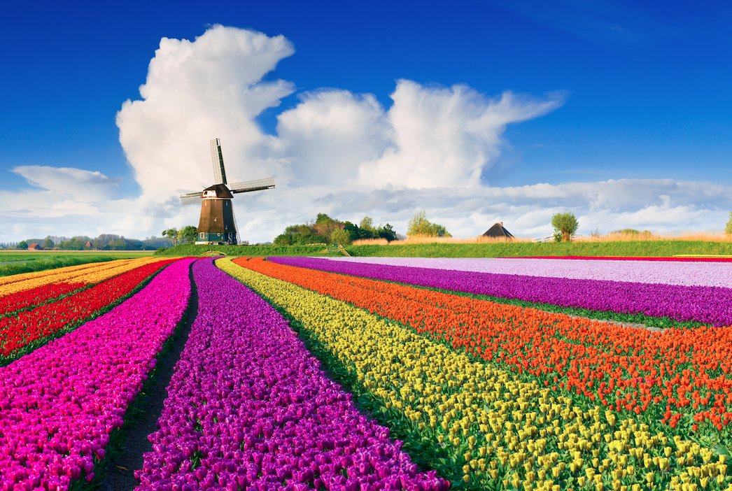 Ryan_CaoDat's tweet image. Spring in the Netherlands!😊😊😍