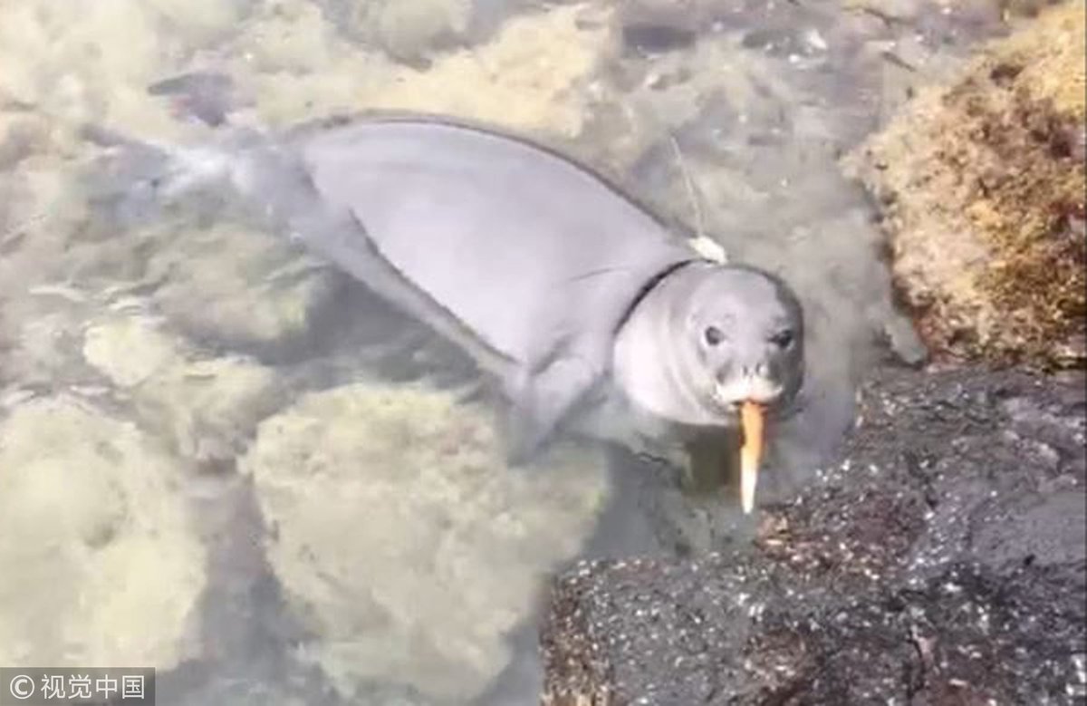 CGTNOfficial's tweet image. #ICYMI A seal with a knife #animalfun goo.gl/3F68Yn