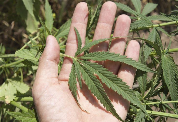 Four arrested after drug seize dlvr.it/QQ7xv9