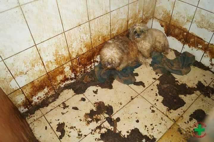 OngLorianne's tweet photo. Así viven los papás y las mamás en los criaderos. Una realidad que no está a la vista de todo el mundo. Adoptá, no compres. https://t.co/qSjFkK1x2V