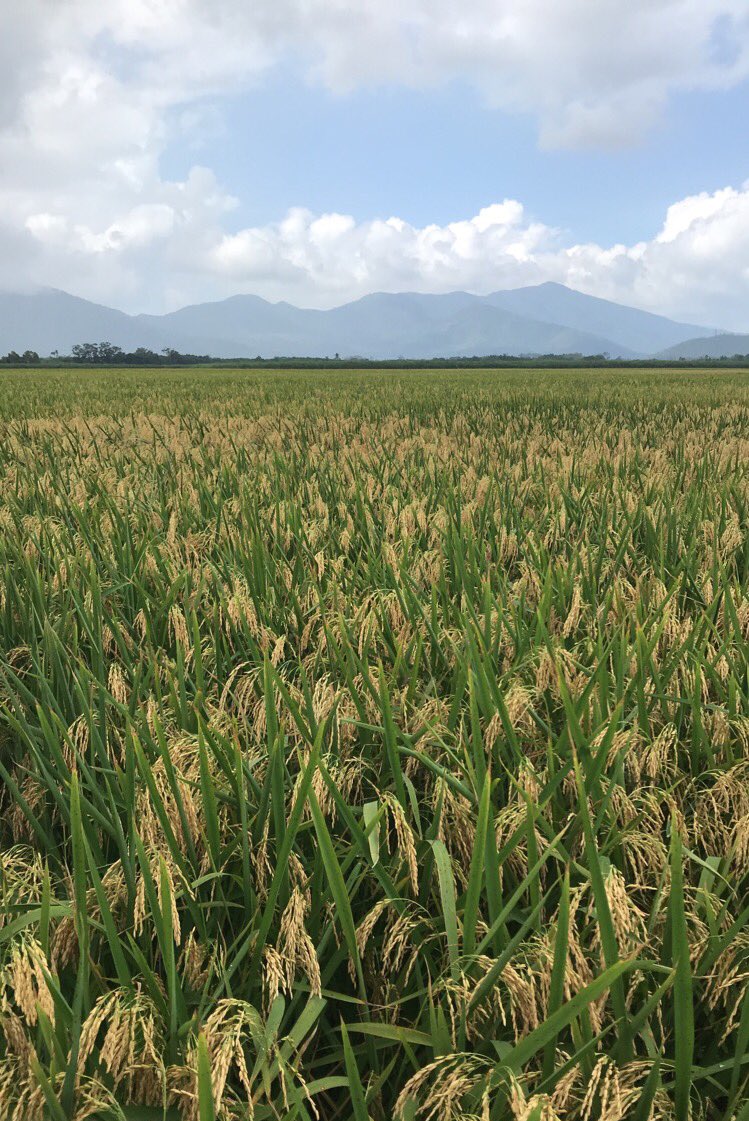Growers in Cairns doing a great job! #sunrice #rice