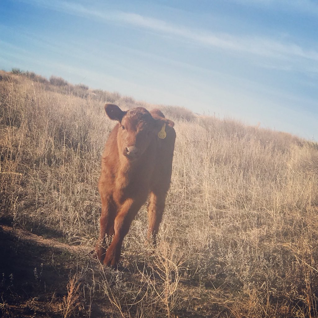 “Hey, what are you doing?”
“Just taking your picture because you are so cute!”
.
.
#calves #calvingseason #circlelranch #life #whatsup #beef #ranchlife #cattletales #nebraska #hesacutie