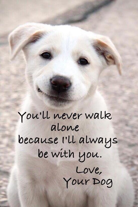 PhilosophyofDog's tweet photo. Just look at that smile! <3 #DogsofTwitter #DogMom #DogDad #AdoptDontShop #DogLover #LoveDogs #RescueDog #ShelterDog https://t.co/XpugiiNKf9
