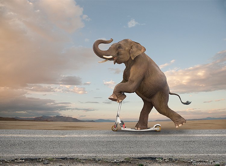 StThomasEDC's tweet photo. It's #nationalpunday ... everything else is irrelephant. Thanks to the Bottineau family & @mccaut4 for helping bring a day of humour to all - in celebration of a man who definitely sounds like he enjoyed a good laugh #stthomasproud #botts33 https://t.co/P6856rVjnm