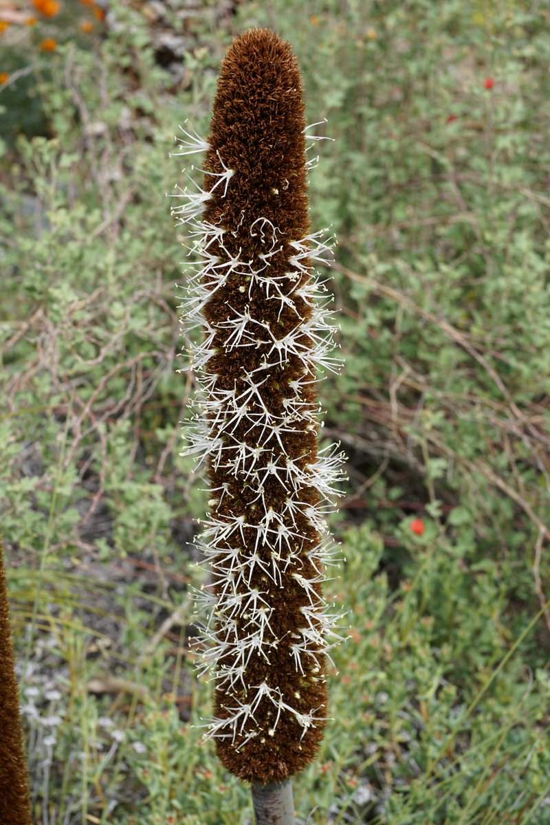 Ruth Bancroft Garden On Twitter Cute Little Flowers Up And Down