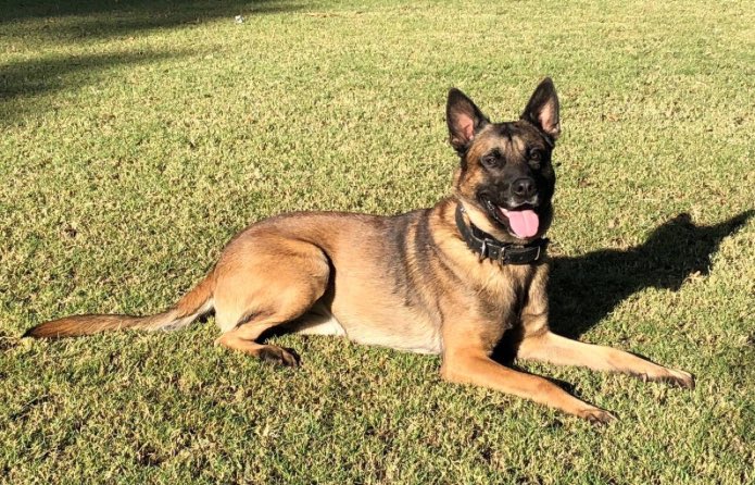Knoxville_PD's tweet photo. Condolences to the Phoenix Arizona Police Department for the tragic loss of K9 Bane, who was killed by a violent carjacking suspect. #NeverForget #RIP https://t.co/eRAWG6OZnm