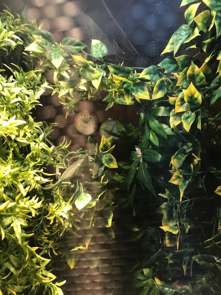 cssalem13's tweet photo. Welcome home Ernie https://t.co/qClAbNLONL