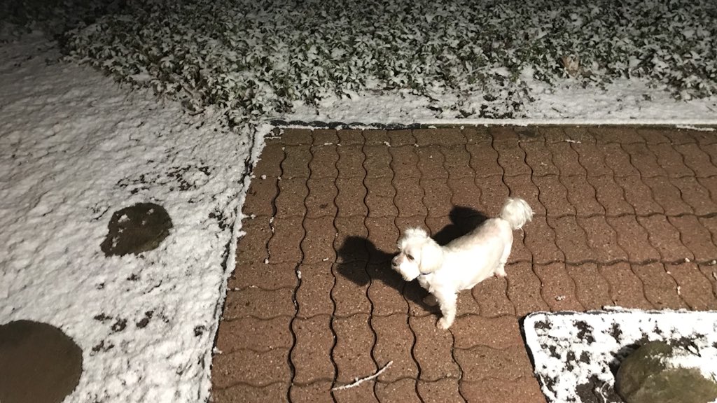 LarryStaub's tweet photo. ❄️Thursday, April 19, 2018 @ 11:00 pm... Here’s hoping that this is finally the last snowfall of the season! 🤞#MakeSpringGreatAgain https://t.co/OUb9SvsyF9