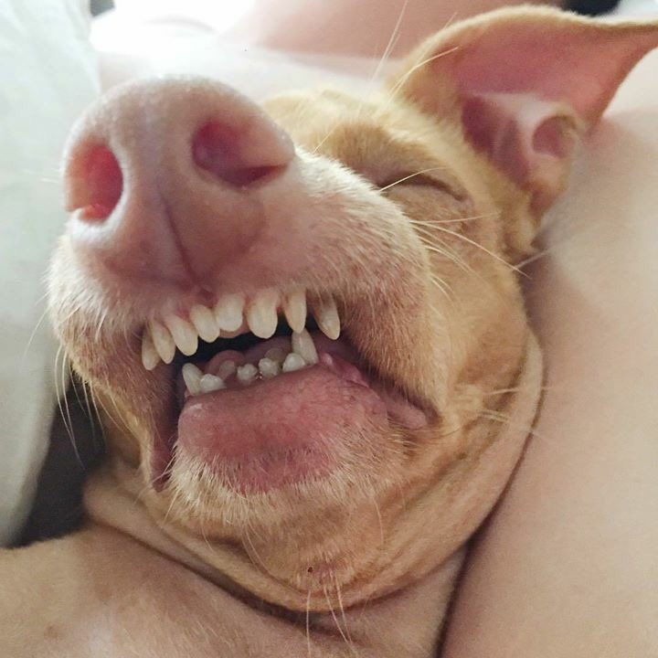 wowdaora's tweet photo. "vc deve ser linda até dormindo"

 eu dormindo https://t.co/OOOrYV9UF7