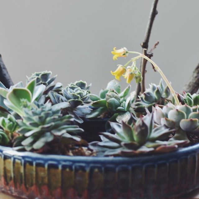 aya_ogawa_'s tweet photo. A succulent plant flower bloomed.
多肉の花が咲きました🌼
.
.
#植木鉢
#flowerpot 
#ayaogawa_handmade_ceramics  #小さな花器 #tinybudvases  #花 #flowers #器 #陶器 #うつわ  #日々  #instapottery #interior #インテリア #ceramics #design https://t.co/AJE0TsweqZ https://t.co/V0g2hp8uAu