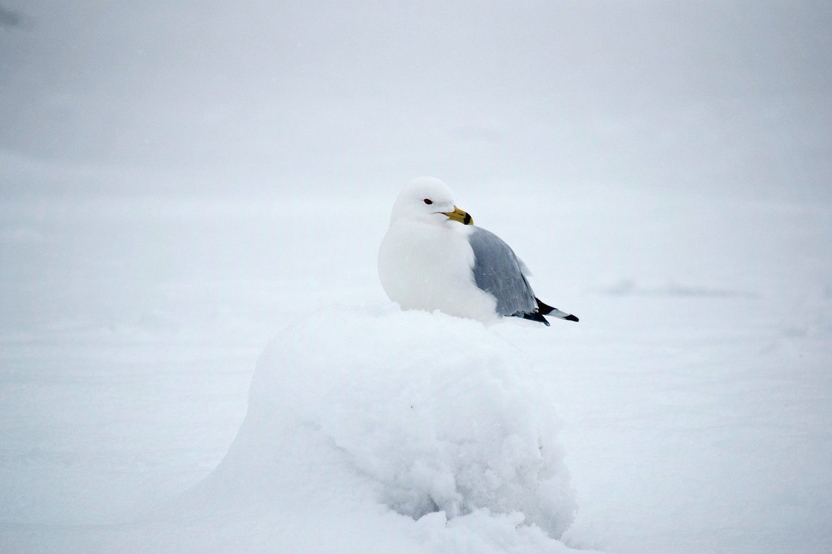 strangedetour's tweet photo. Snowy Seagull.
#photography #instagram #NaturePhotography #naturelovers
https://t.co/tkgPSFkz3g https://t.co/NrlMnOjzbV