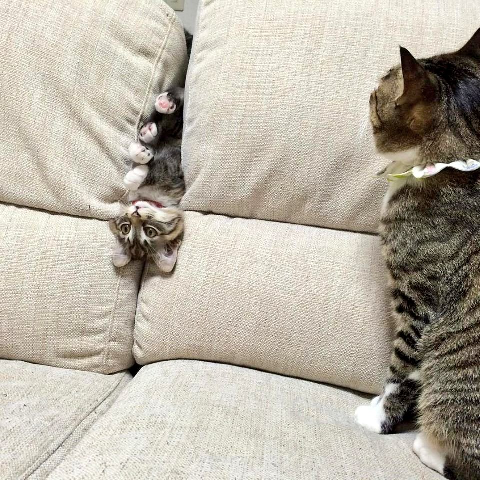 JavalavaTours's tweet photo. Sometimes our pets do the craziest, funniest things ๐น Do you have a pet? Show us a picture of your pet by replying ๐ #NationalPetDay #meow #cats #cat #Caturday #Catalonia #purrfect #adorable #WhenAnimalsParty #animallover #animals #stuck #upsidedown https://t.co/43tZ8oCxVu