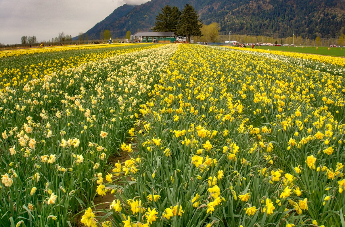 What a view! Daffodils are out in force. Tulips of the Valley  #sharechilliwack #TULIPSoftheVALLEY #tulips