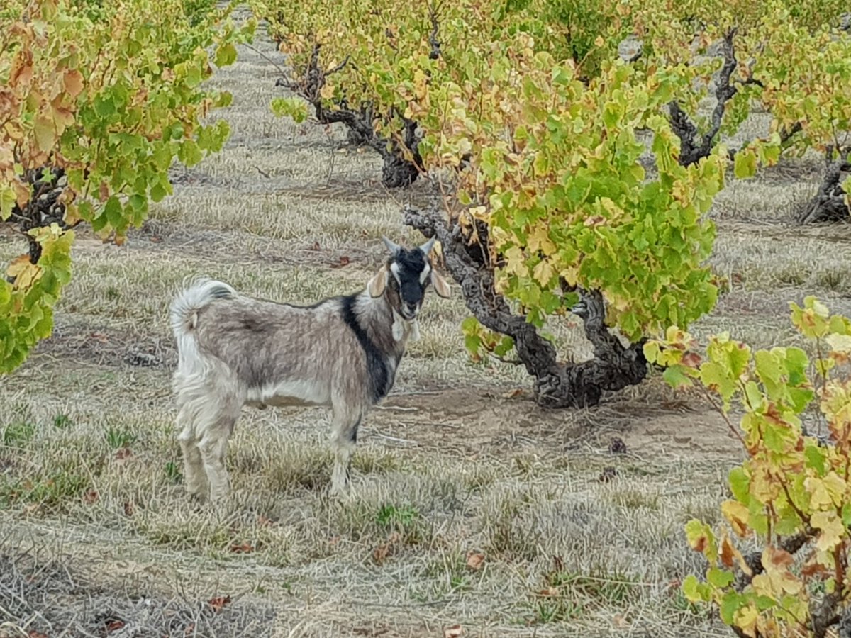 samkurtzwm's tweet photo. Is there anyone in the #Ebenezer /#Kalimna / #Nuriootpa / #Barossa / #Barossavalley who is #missing this #goat? He's decided to take up residence near our mobile chicken coop in our #bushvine #Grenache @RedArtRojomoma. #missinggoat https://t.co/MNUXGHe047