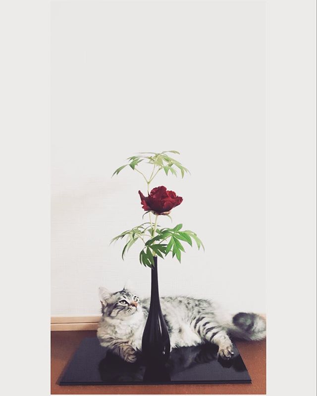 Masoho على تويتر 茶花を生けました 牡丹 ブラックパイレーツ の一種生けです 矢筈板に鶴首で 真 の生け方 咲くまでに３年かかった 海賊さん 茶花 茶道 Teaceremony いけばな 華道 花 ねこ 猫 海賊 牡丹