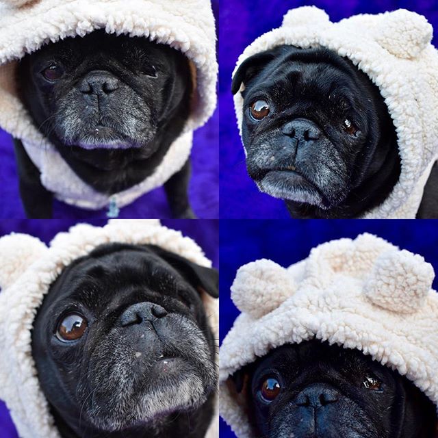 nursenebbie's tweet photo. #pugpictures📷🐾 #rescuepug #smilingpugs #rescuepugsrock #rescuepugsofinstagram #blackpugoftheday🖤🐾 #nebulathepug https://t.co/S8JhQozPma