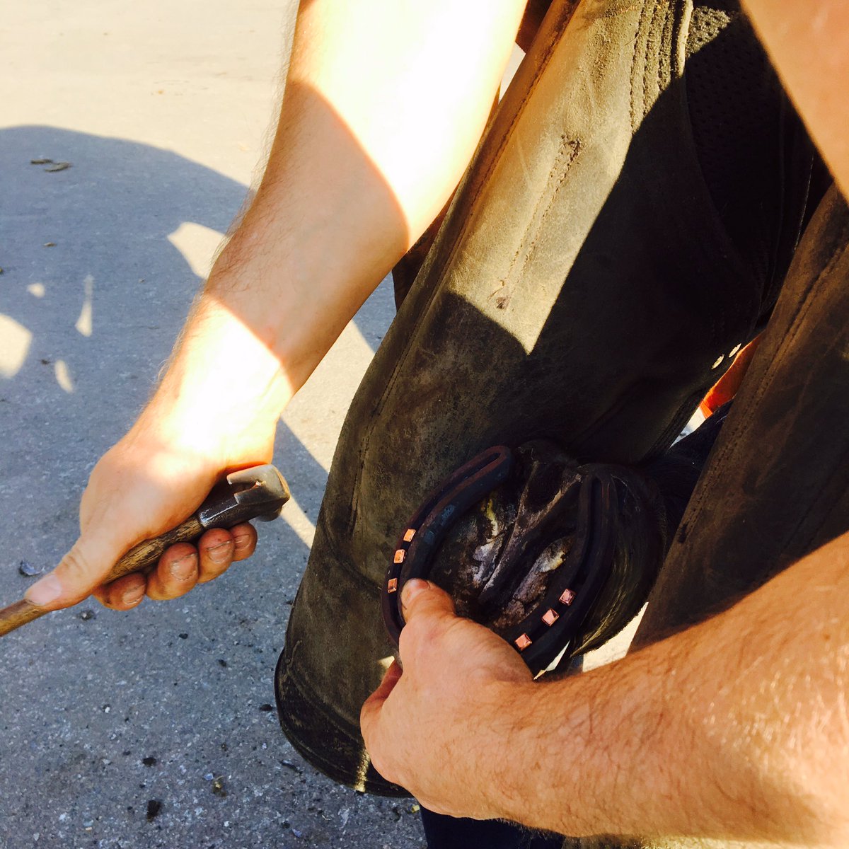 ERTherapyCentre's tweet photo. #SunnyShoeing #FridayFarrier #CopperNails 
Thanks to Chris Selleck Farrier for coming at 7am to shoe, always very interesting hearing about your remedial work! Princess Persha is loving her new copper nails (antibacterial properties though she thinks it's a fashion statement) https://t.co/ija0rMyrkX